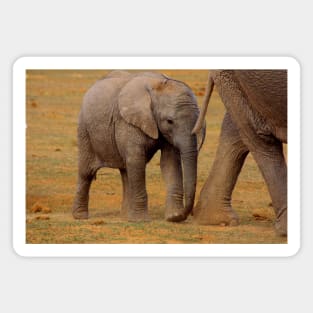 African Wildlife Photography Elephant Calf Magnet